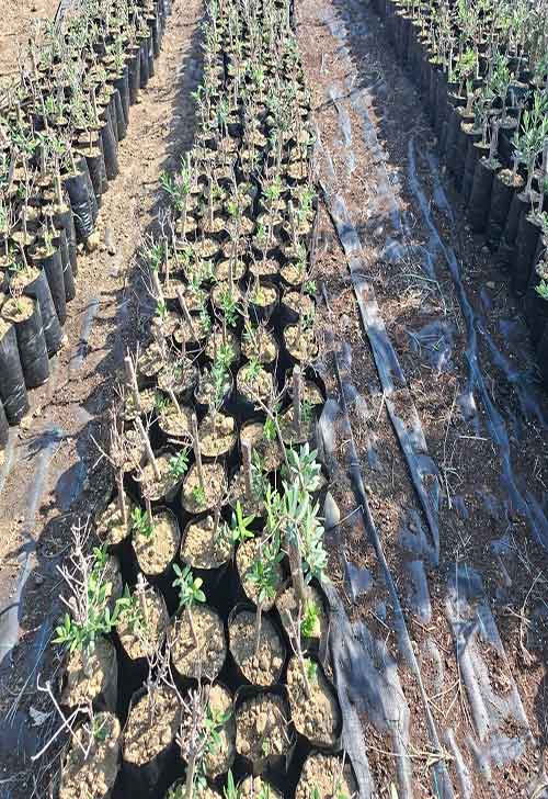 Sarus Fidancılık Güvencesi