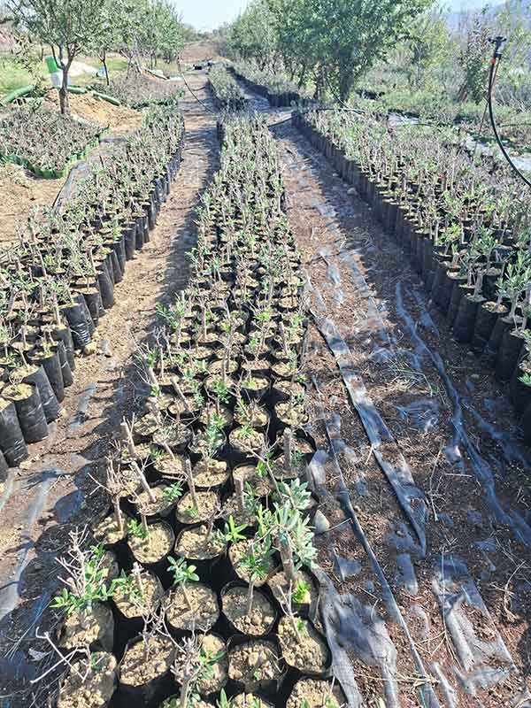 Adana'da Zeytin Yetiştiriciliği