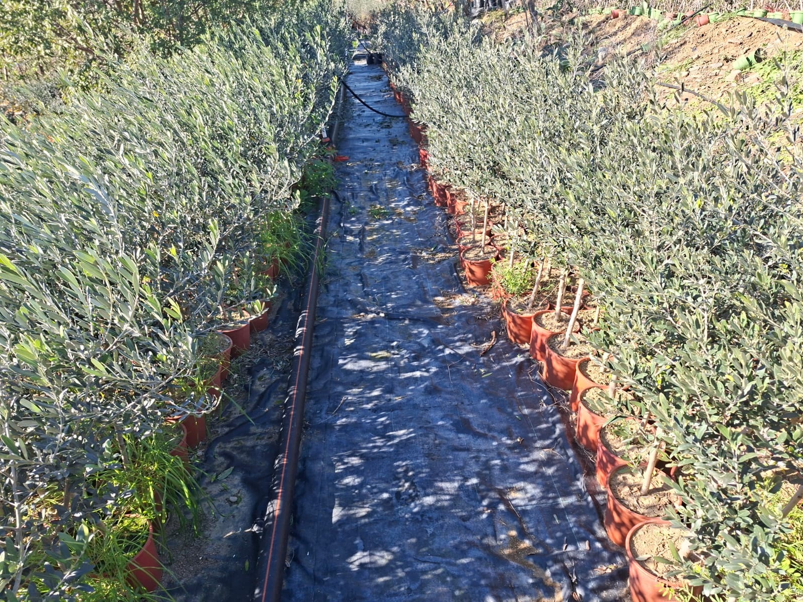 Zeytin Fidanı Satışı Adana Mersin