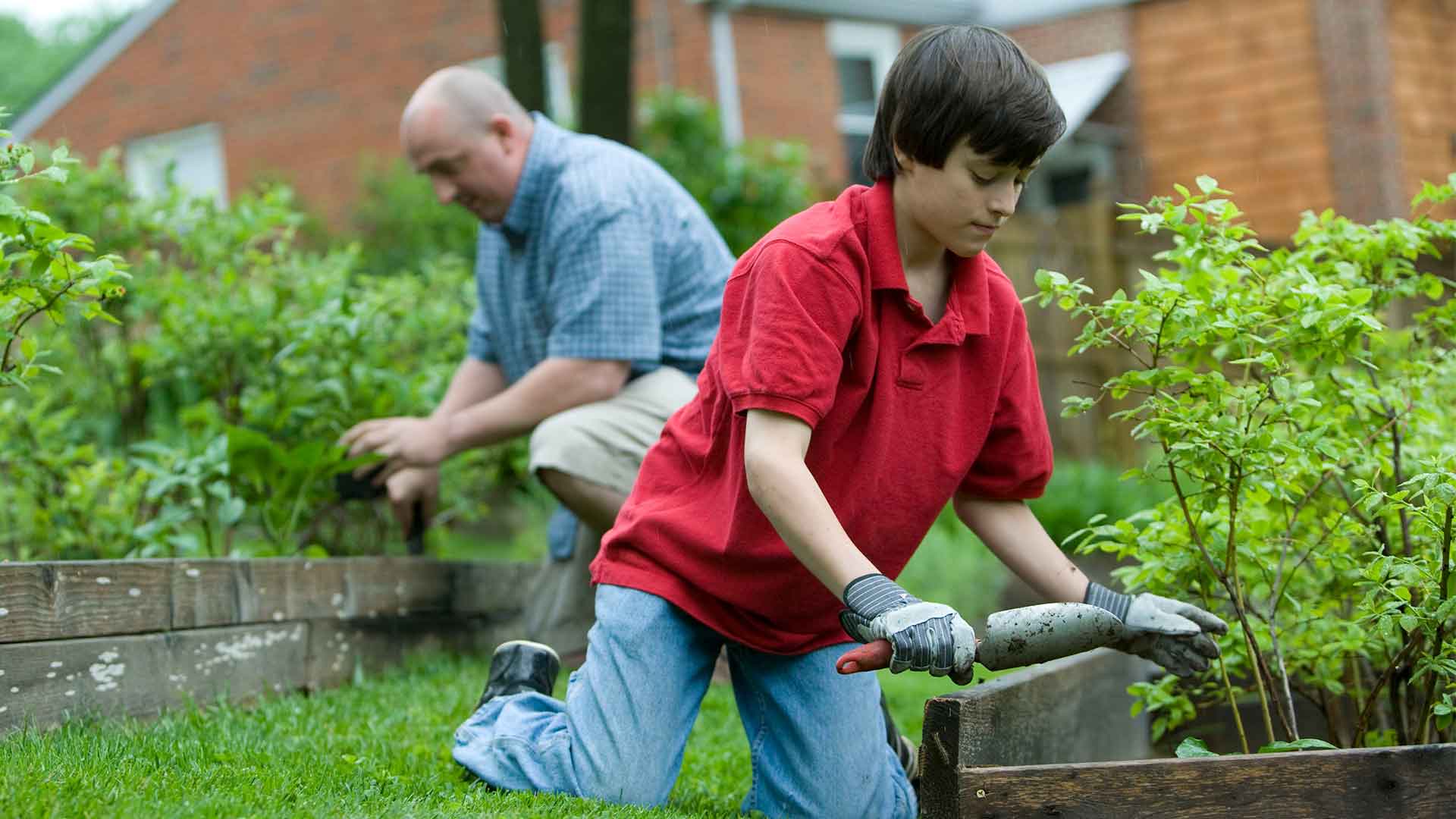 Toptan Zeytin Fidani Fiyatları Çukurova