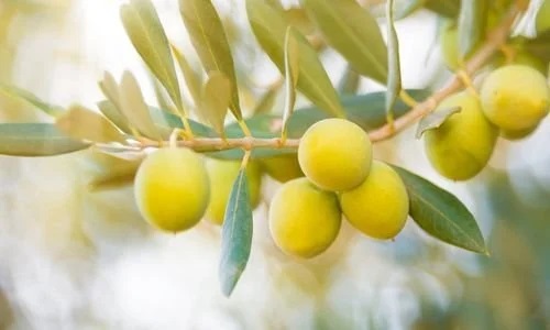 Sarı Ulak Zeytin Fidanı Satışı Mersin Tarsus