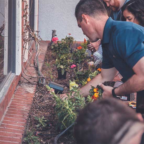 Zeytin Fidanı Çeşitleri