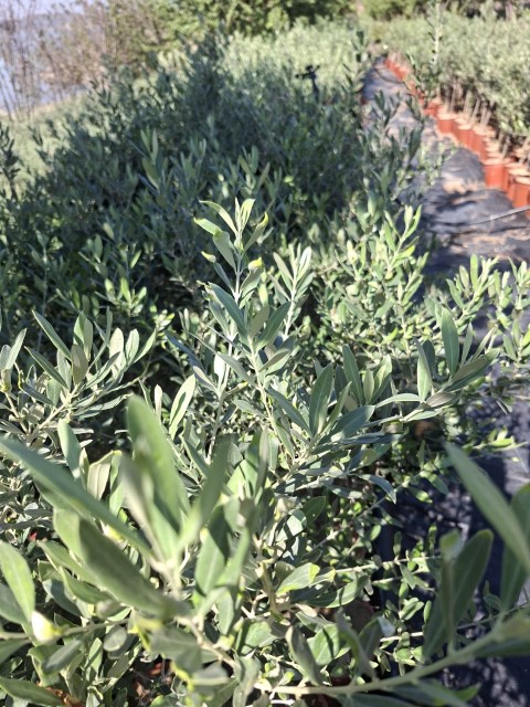 Adana Zeytin Fidanı Üretimi