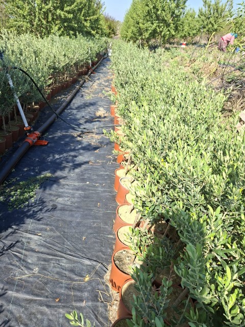 Mersin Zeytin Fidanı Üretimi