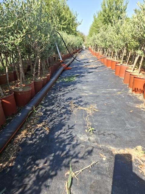 Çukurova Zeytin Fidanı Üretimi