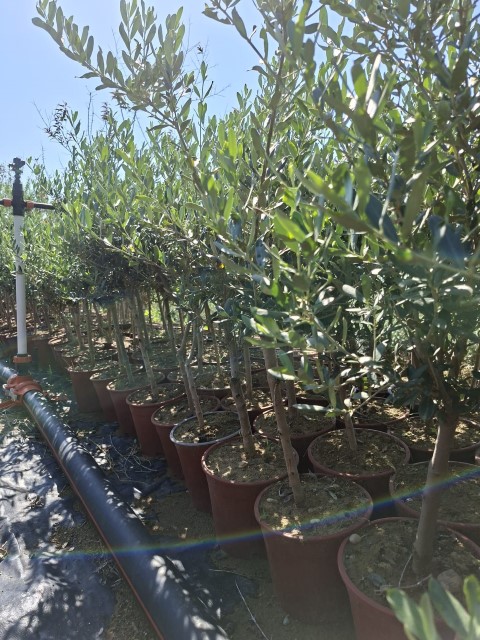 Zeytin Fidanı Üretimi