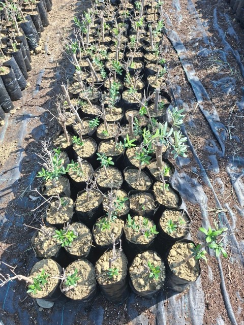 Çukurova İklimine Uygun