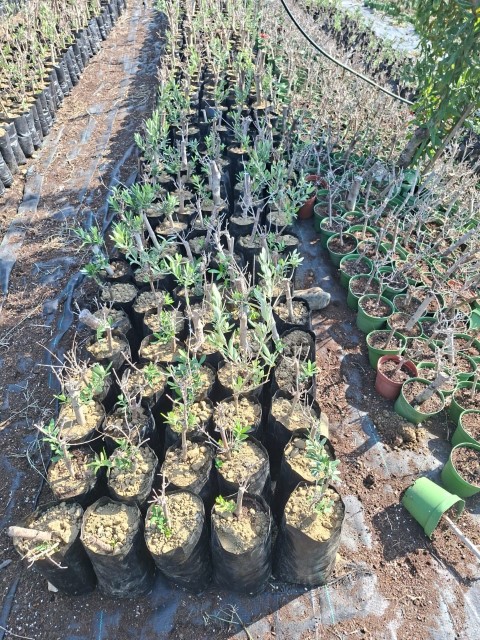 Sarı Ulak Zeytin Fidanları