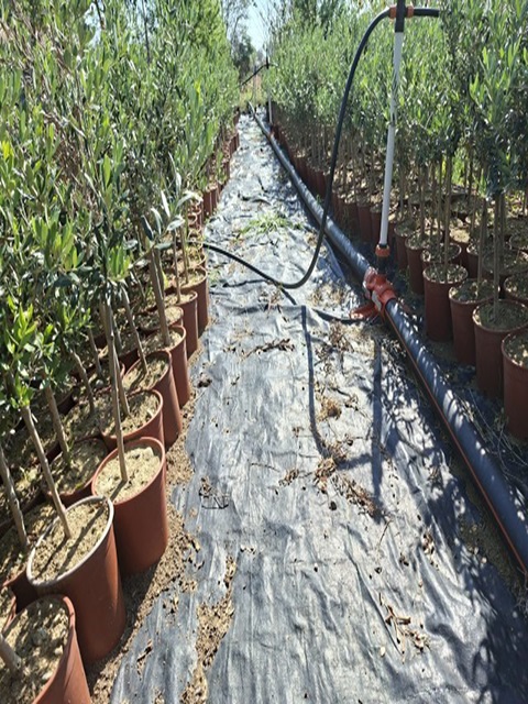 Sertifikalı Zeytin Fidanlığı Adana