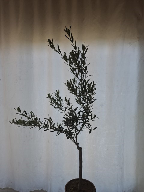 Sertifikalı Zeytin Fidanlığı Ceyhan