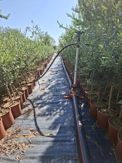 Sertifikalı Zeytin Fidanlığı Karaisalı